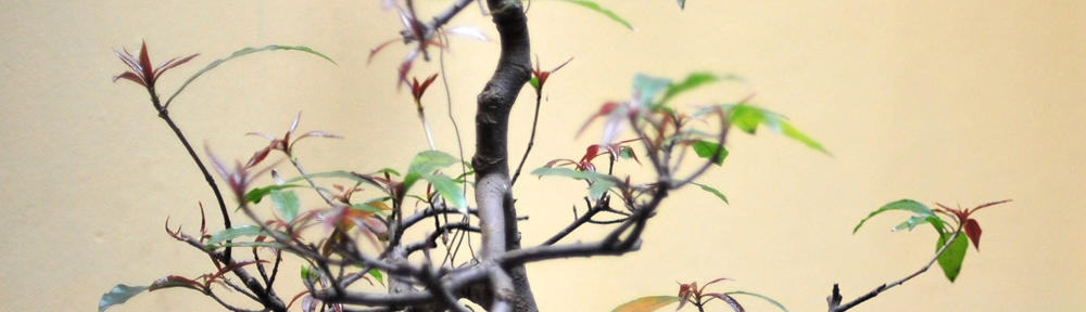 Lost and Stolen Property in New Zealand